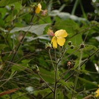 <i>Abutilon persicum</i>  (Burm.f.) Merr.